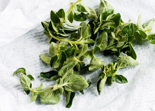 Oregano essential oil for women's health